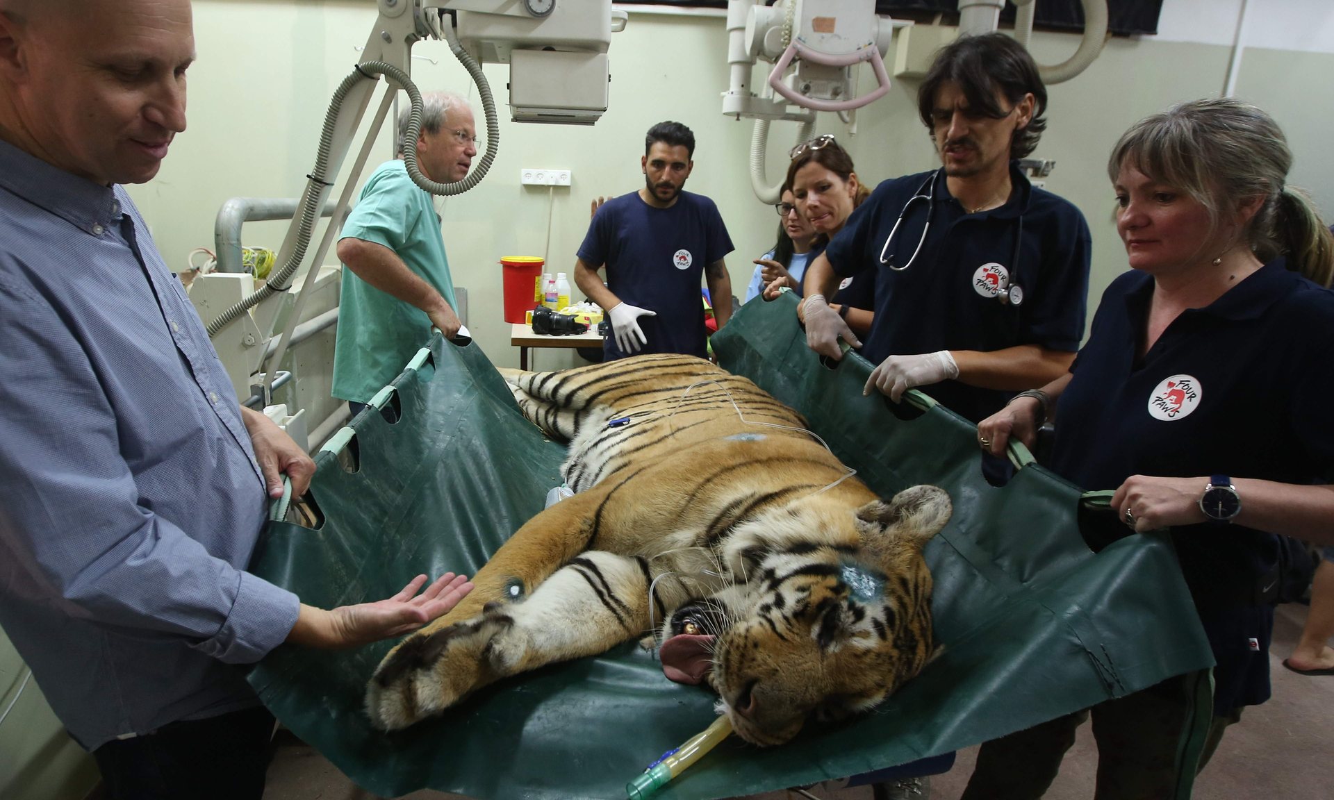 zoo-gaza-sauvetage-four-paws-10