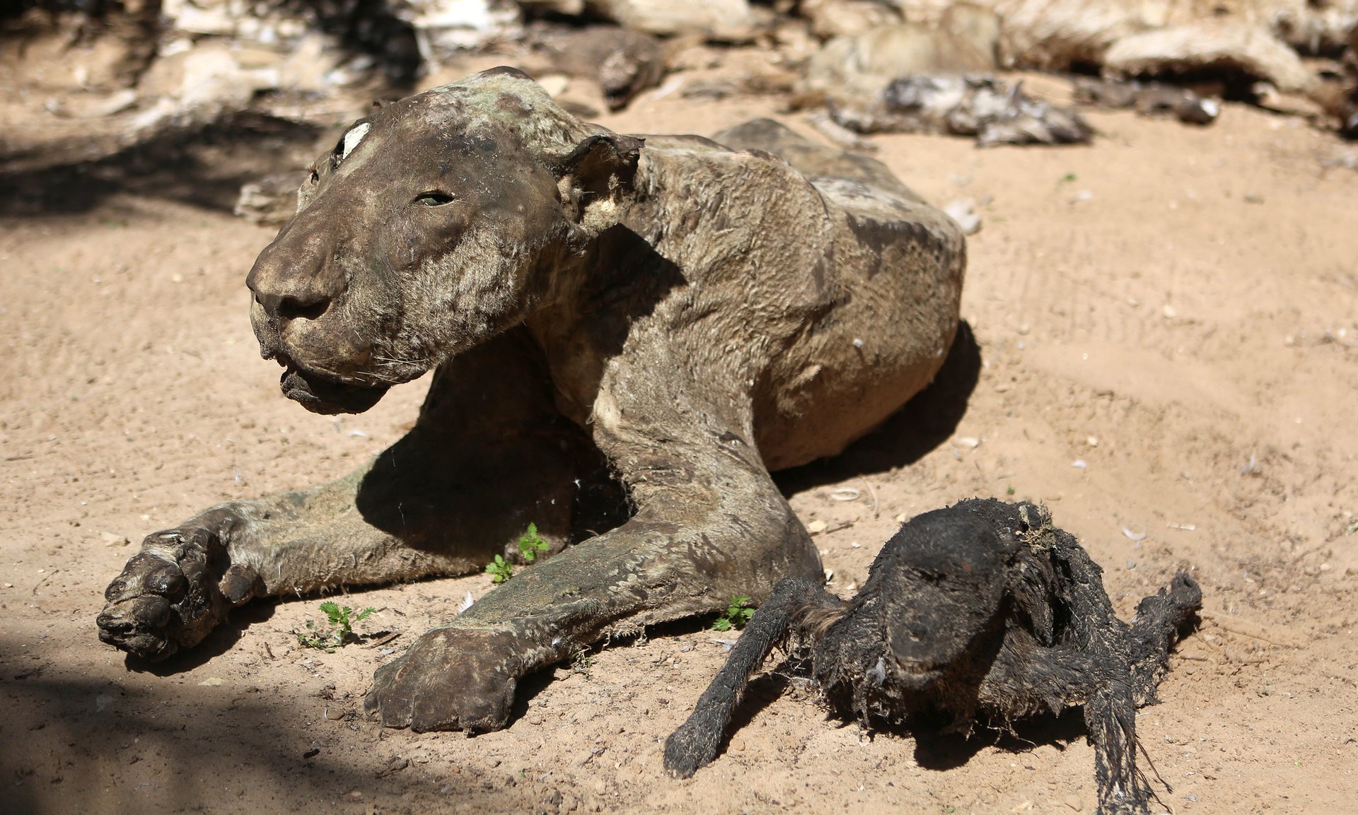 zoo-gaza-sauvetage-four-paws-12