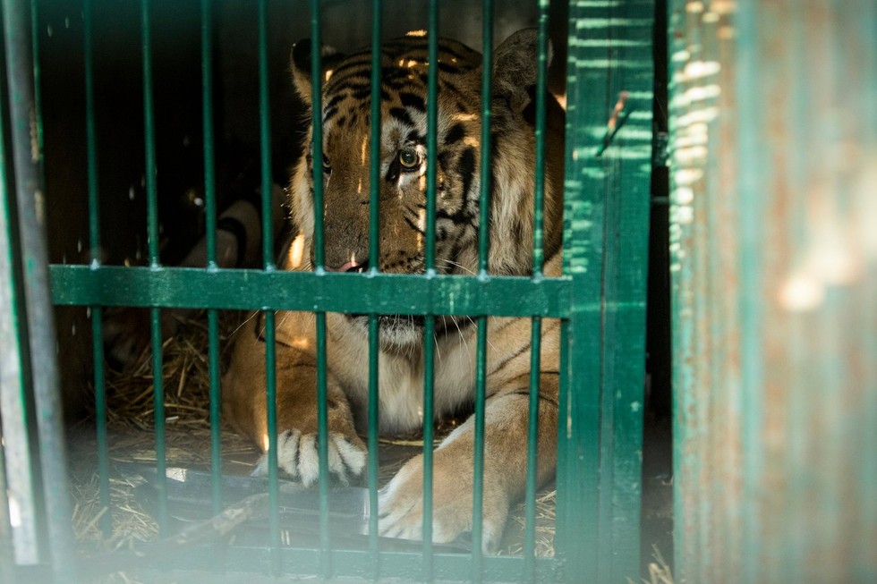 zoo-gaza-sauvetage-four-paws-6