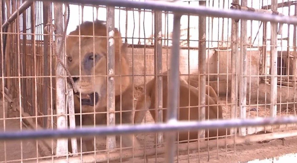 zoo-gaza-sauvetage-four-paws-1