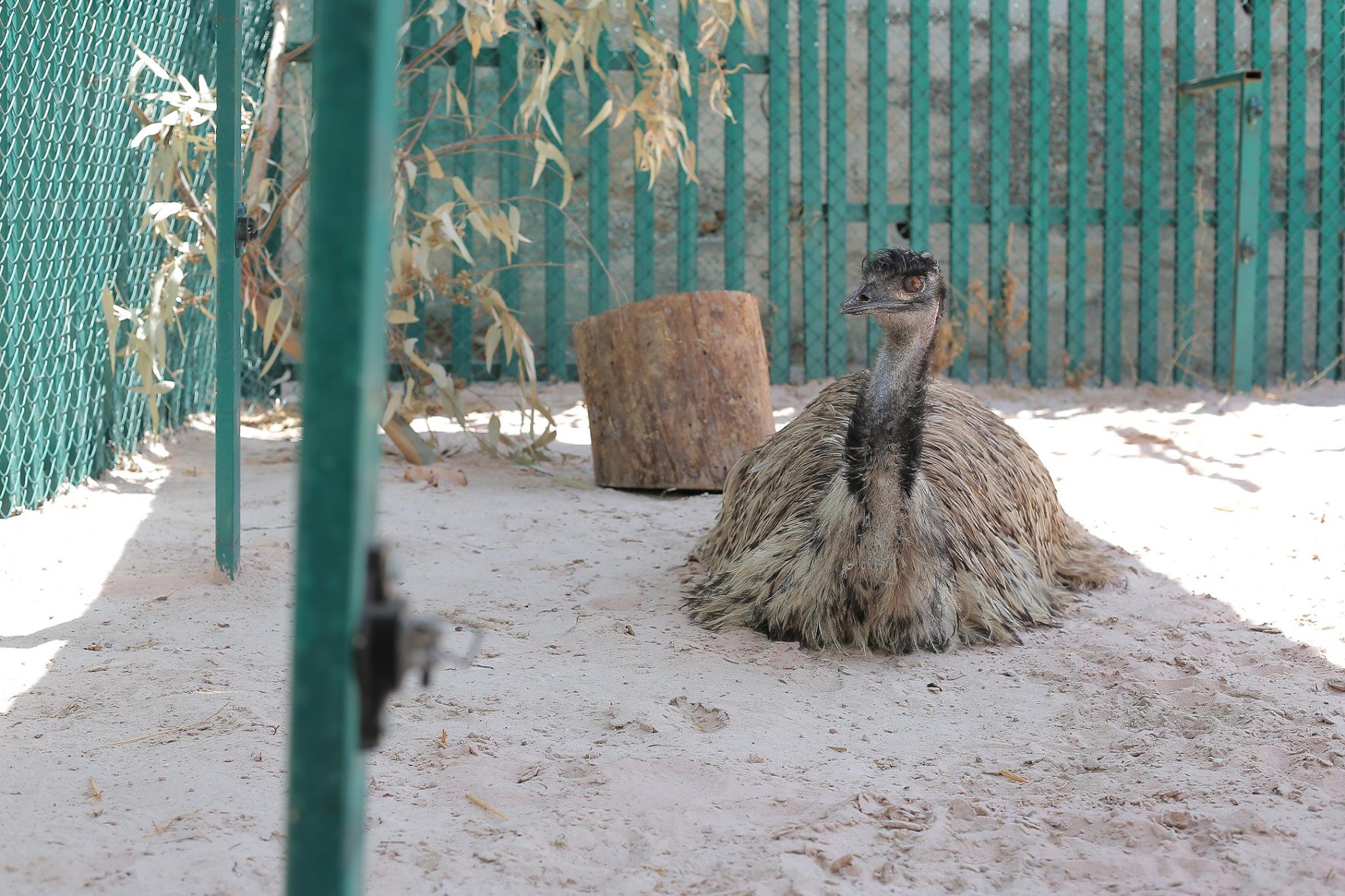 zoo-gaza-sauvetage-four-paws-21