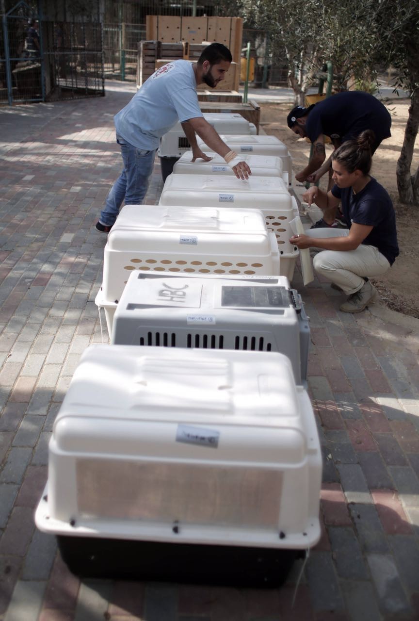 zoo-gaza-sauvetage-four-paws-8