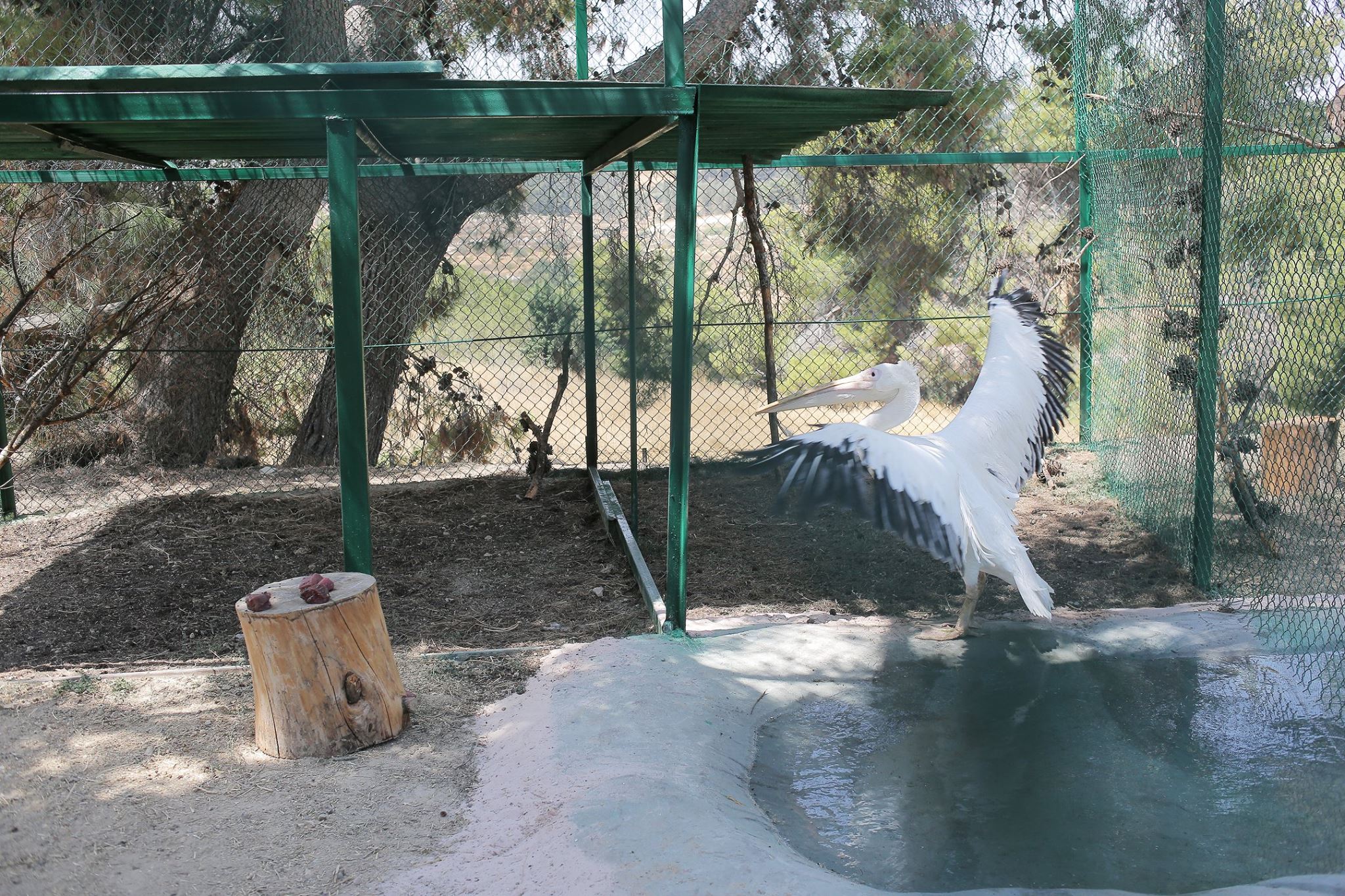 zoo-gaza-sauvetage-four-paws-22