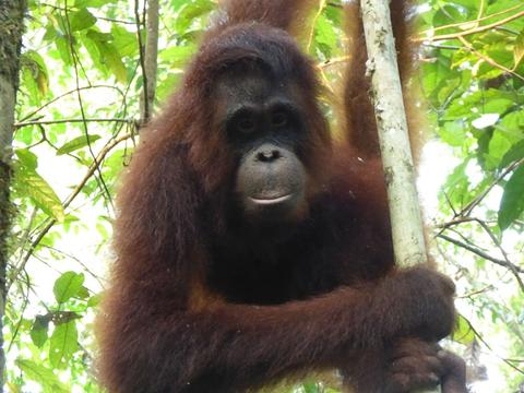 orang-outan-torture-borneo-3