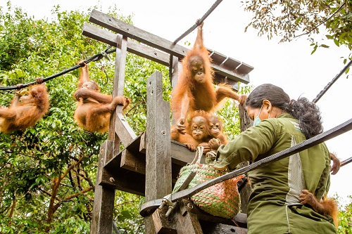 orang-outan-torture-borneo-5