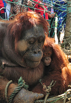 orang-outan-torture-borneo-4