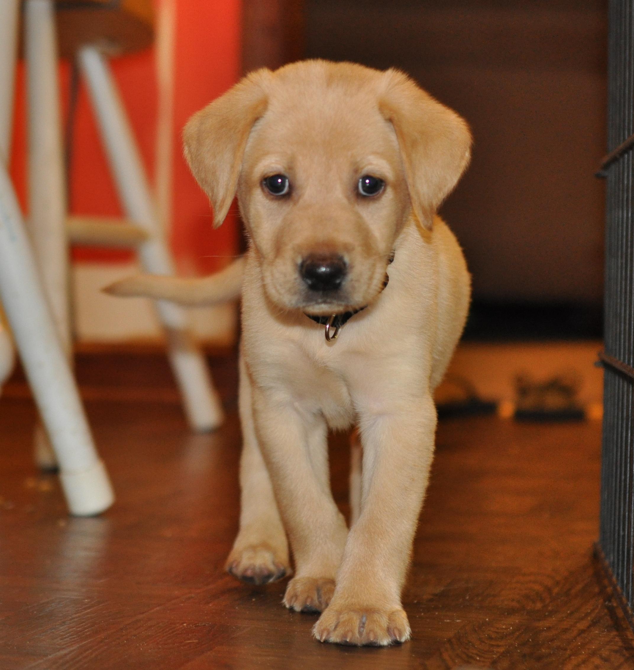 labrador puppy