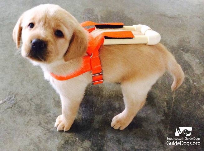 labrador guide dog puppy