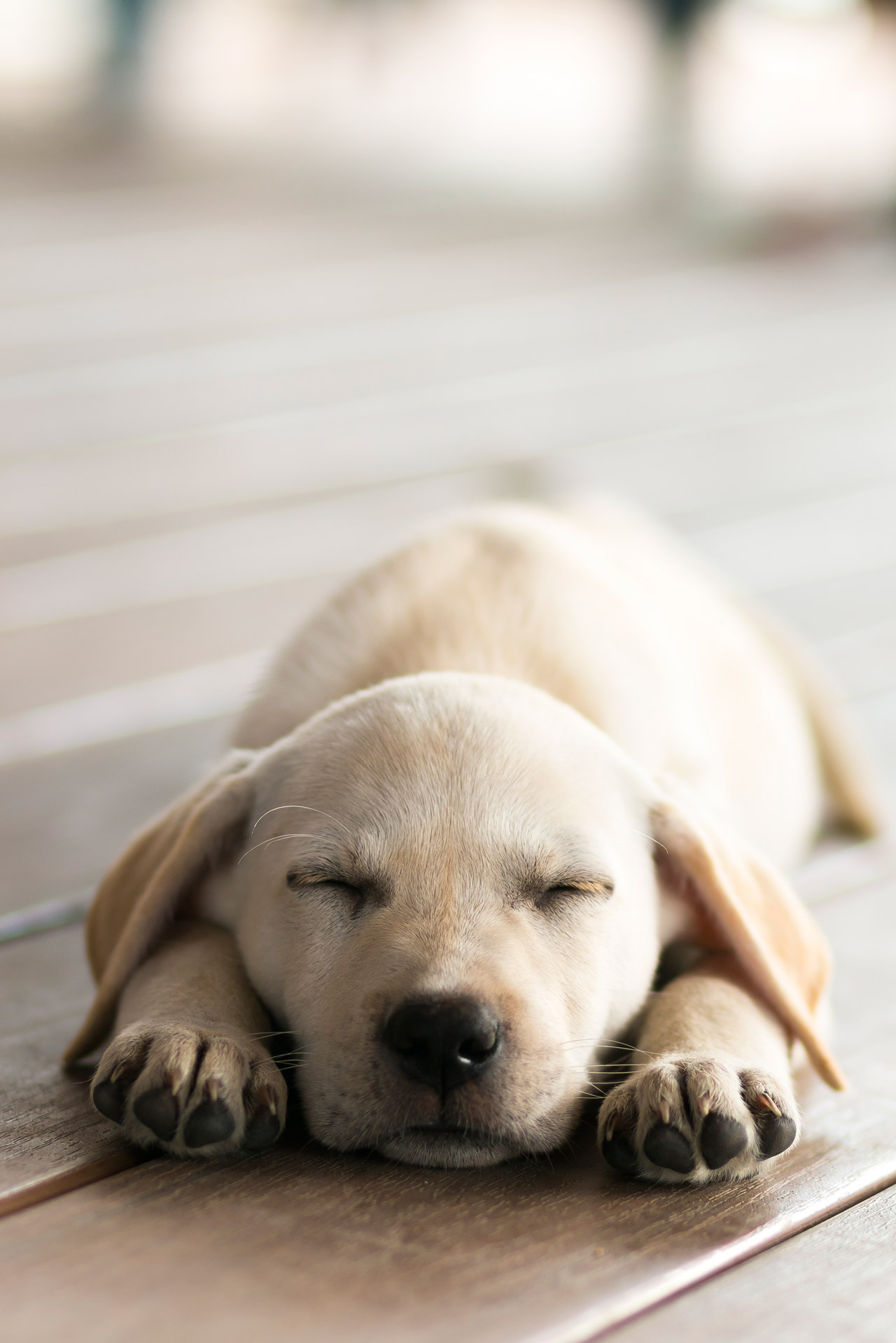 cute labrador puppy sleeping