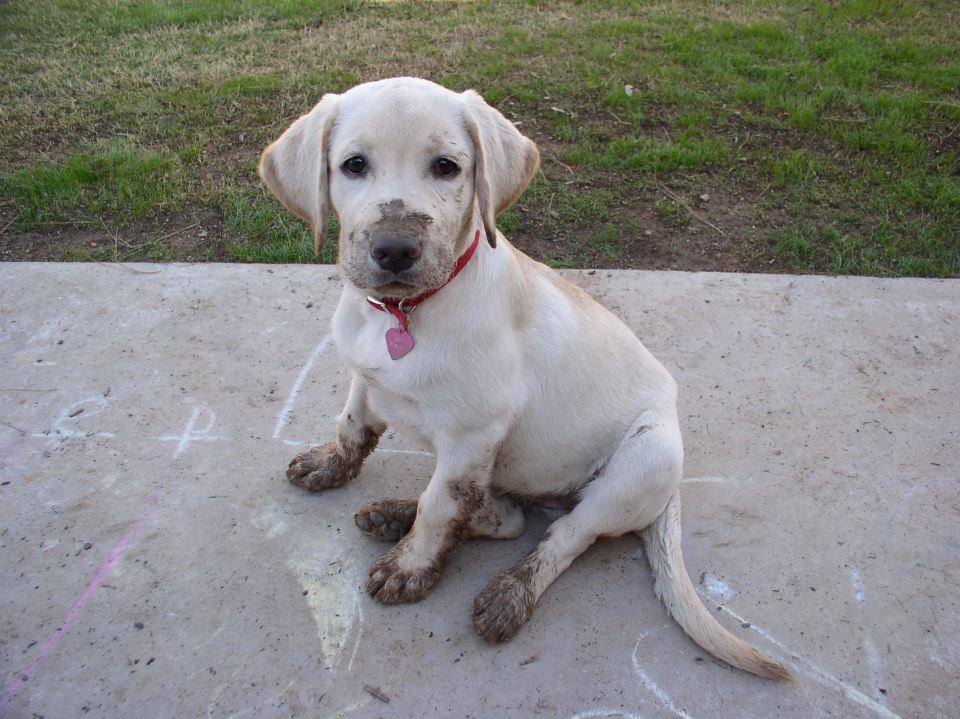 muddy puppy