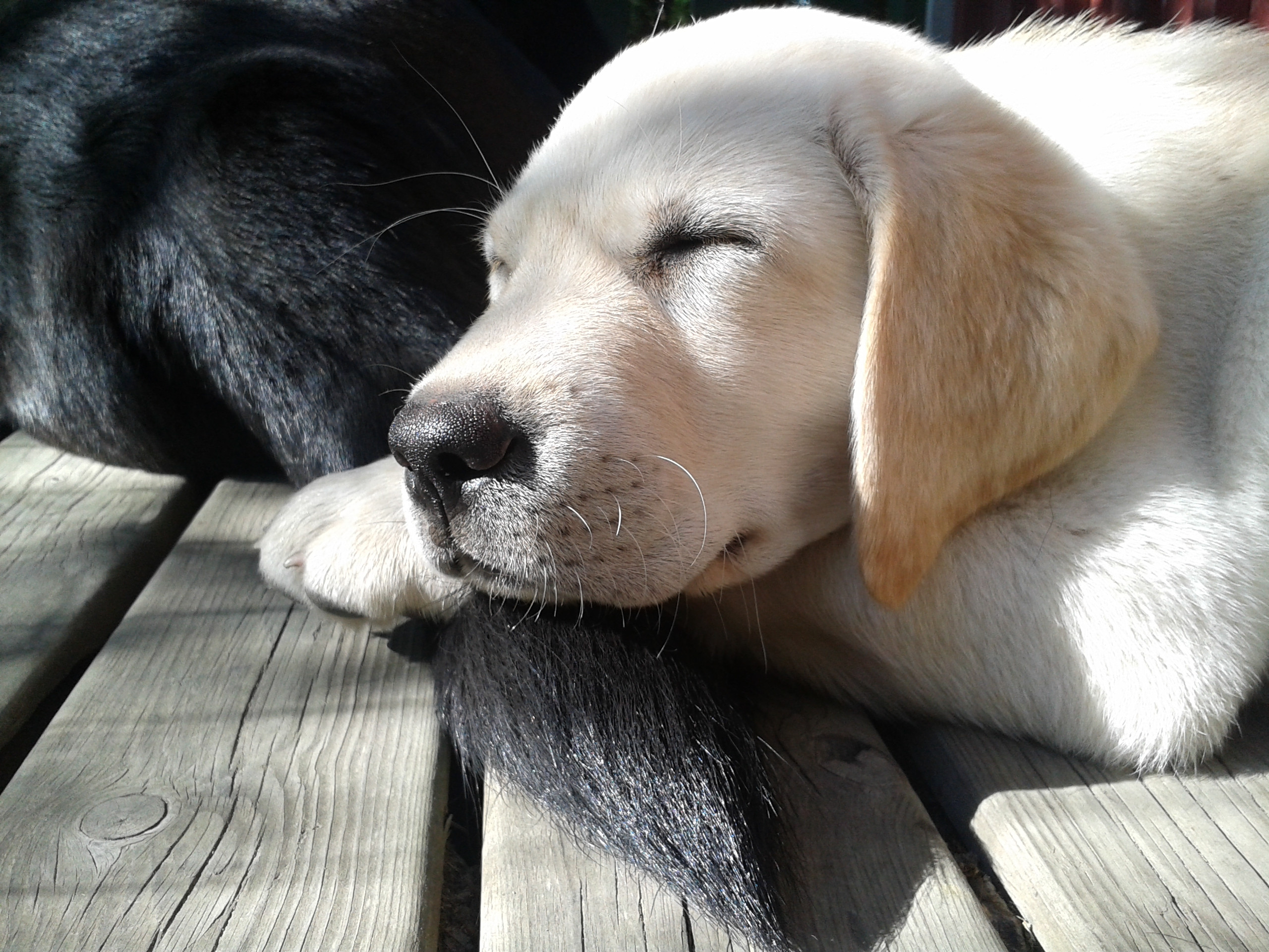 10 week old labrador puppy sleeping on an older labradors tail - Imgur