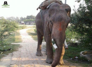 mohan-elephant-sauvetage-4