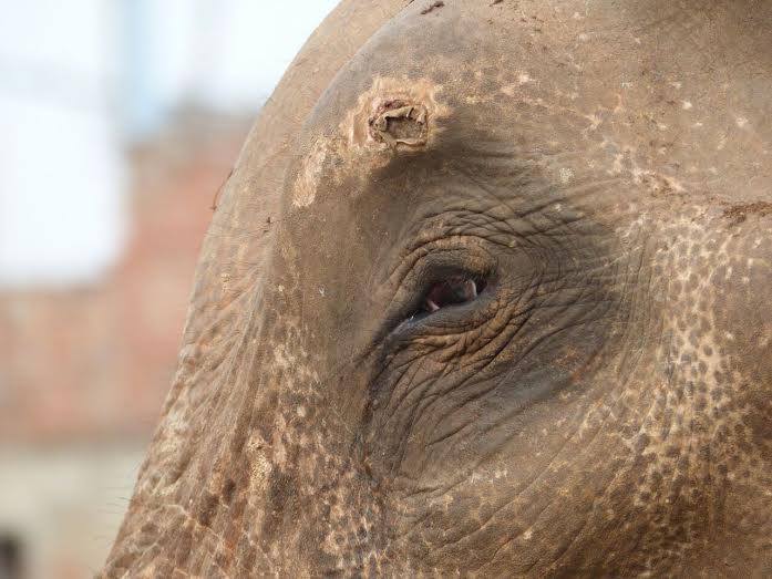 mohan-elephant-sauvetage-9