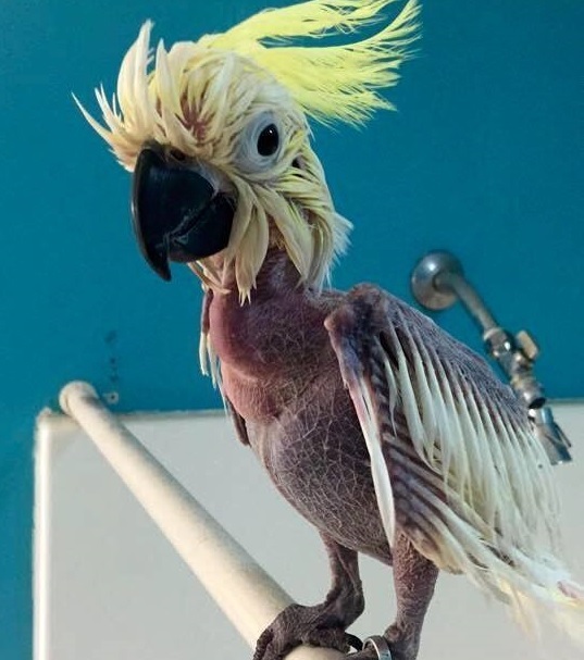 javi-perroquet-plumes-sauvetage-3