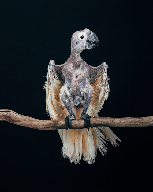 javi-perroquet-plumes-sauvetage-6