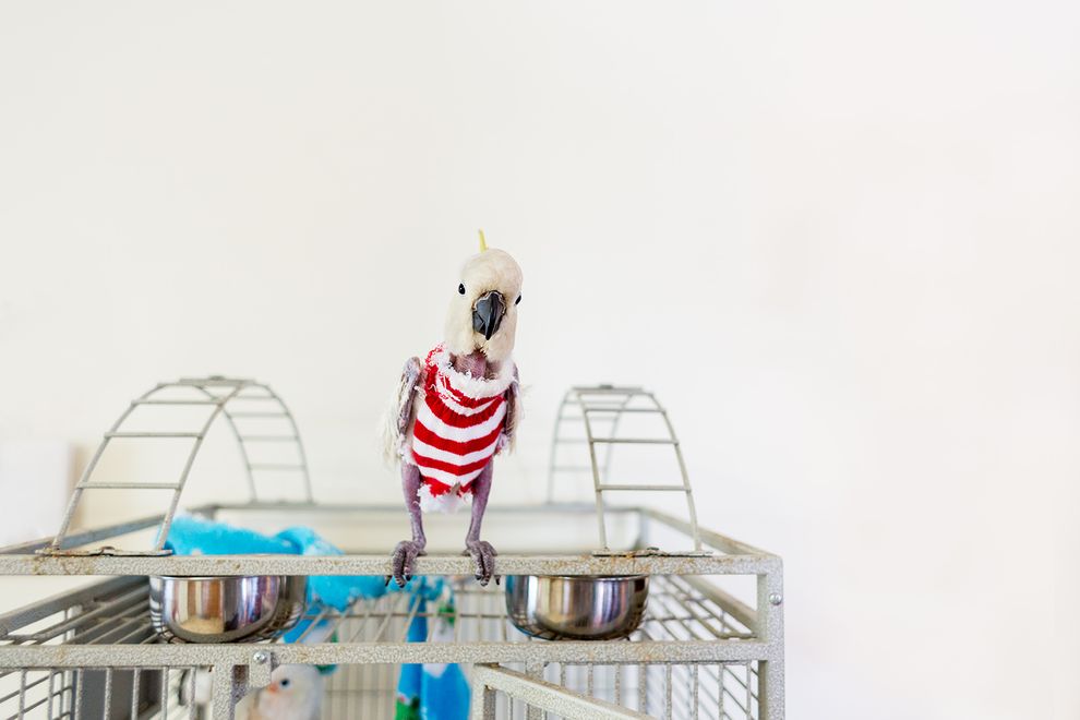 javi-perroquet-plumes-sauvetage-4