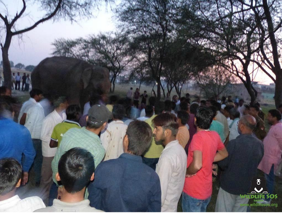 mohan-elephant-sauvetage-5