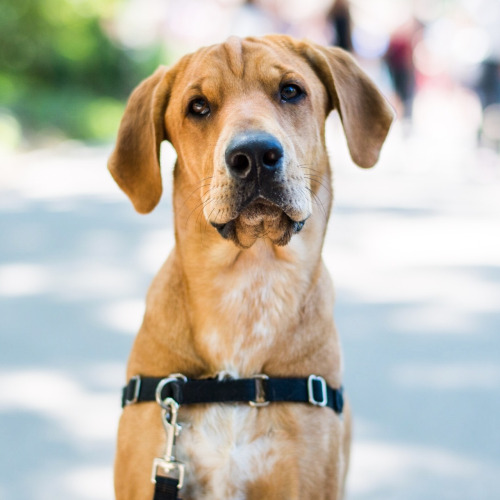 Dog-emotion-lifestyle-5