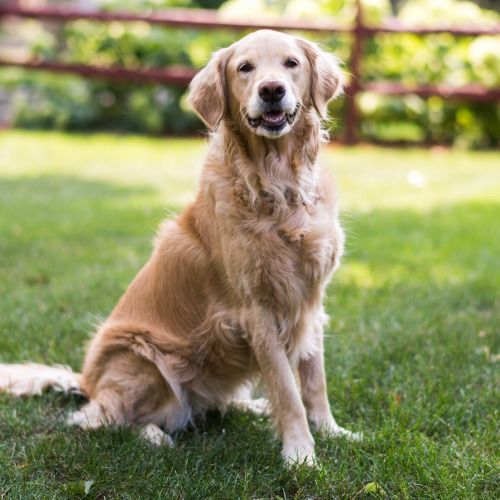 Dog-emotion-lifestyle-11