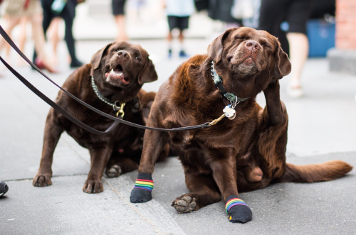 Dog-emotion-lifestyle-8