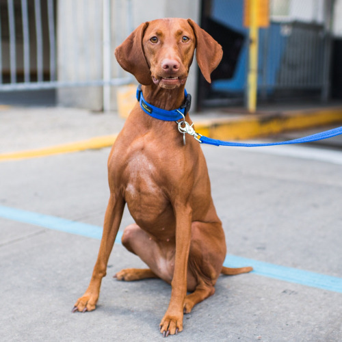 Dog-emotion-lifestyle-6