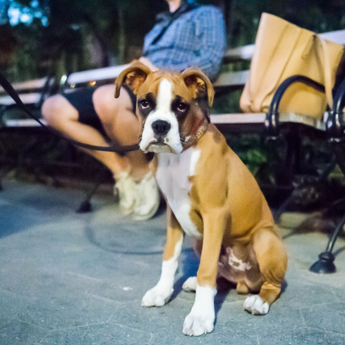 Dog-emotion-lifestyle-7