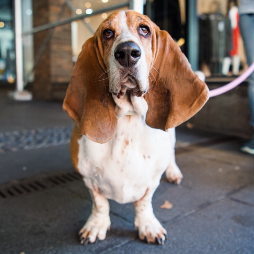 Dog-emotion-lifestyle-4