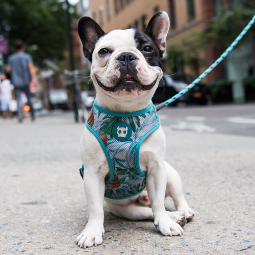 Dog-emotion-lifestyle-9