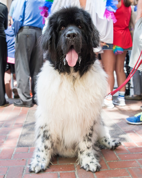 Dog-emotion-lifestyle-12