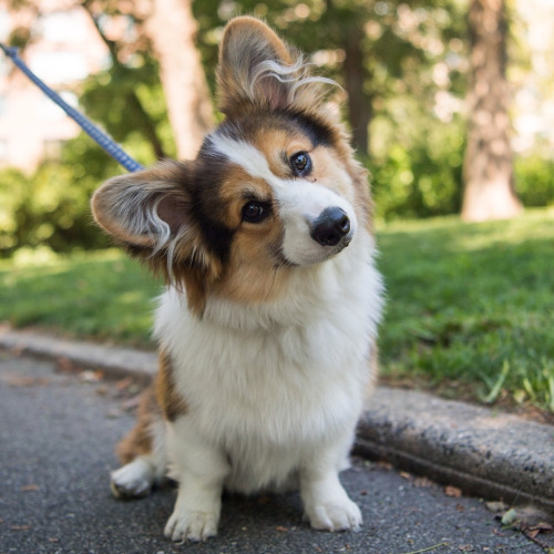 Dog-emotion-lifestyle-3