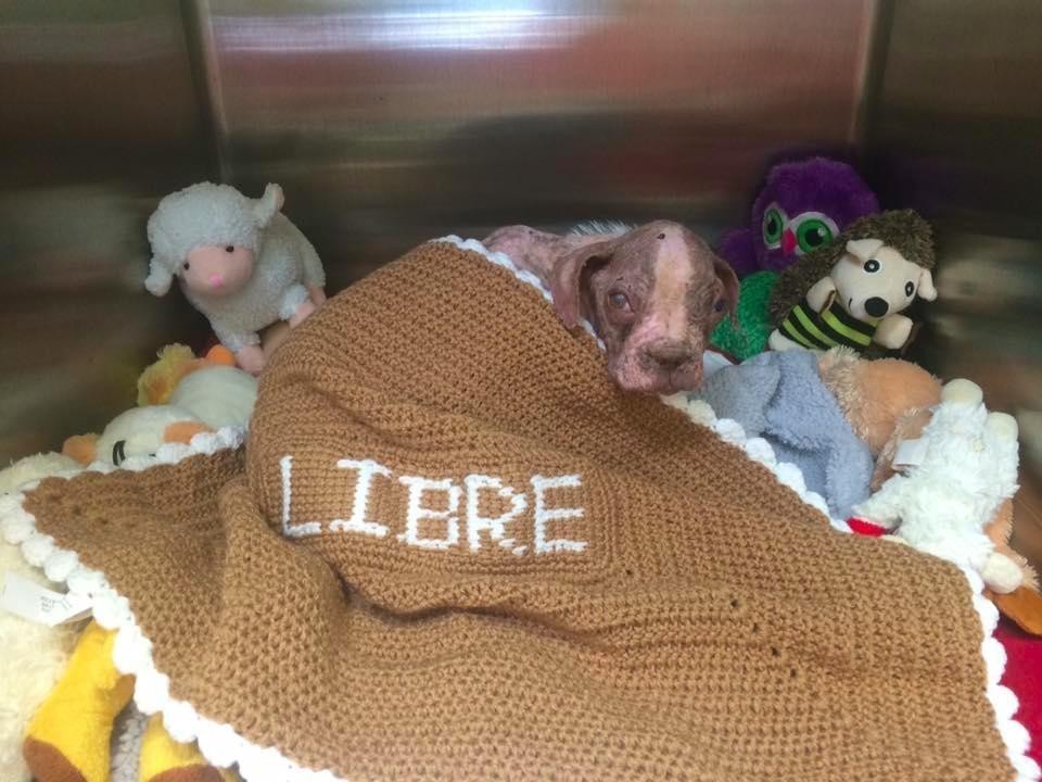 libre-dog-adoption-2