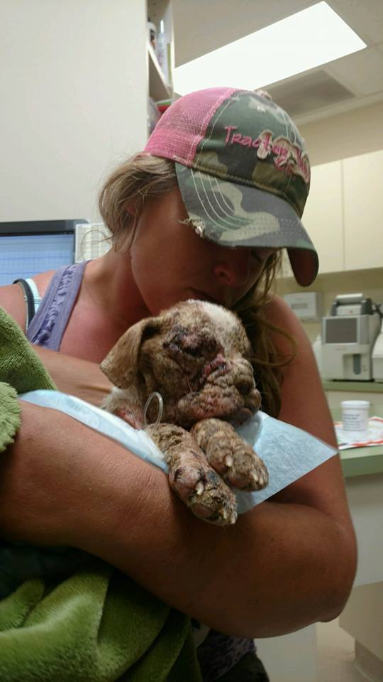 libre-dog-adoption-1