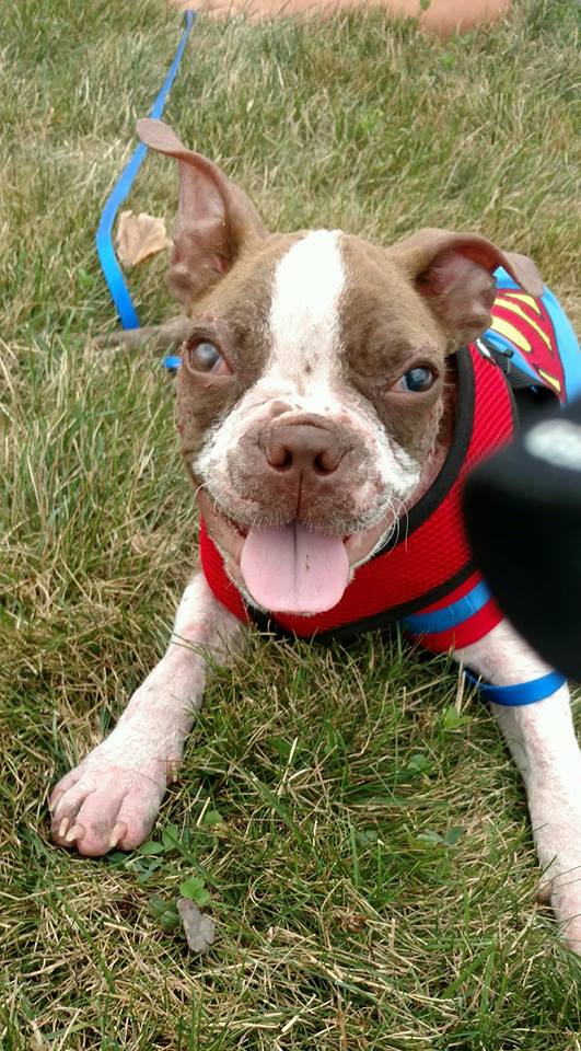 libre-dog-adoption-3