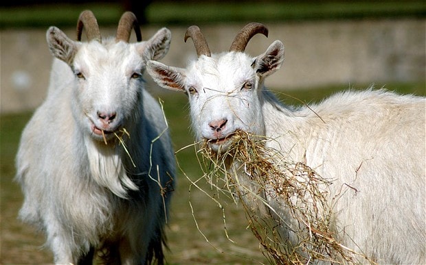 goats-smart-2