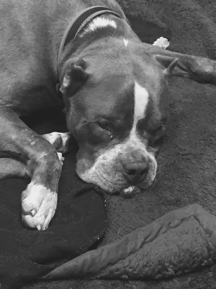 Dog-Bubbles-rescue-4