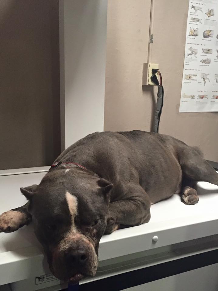 Dog-Bubbles-rescue-1