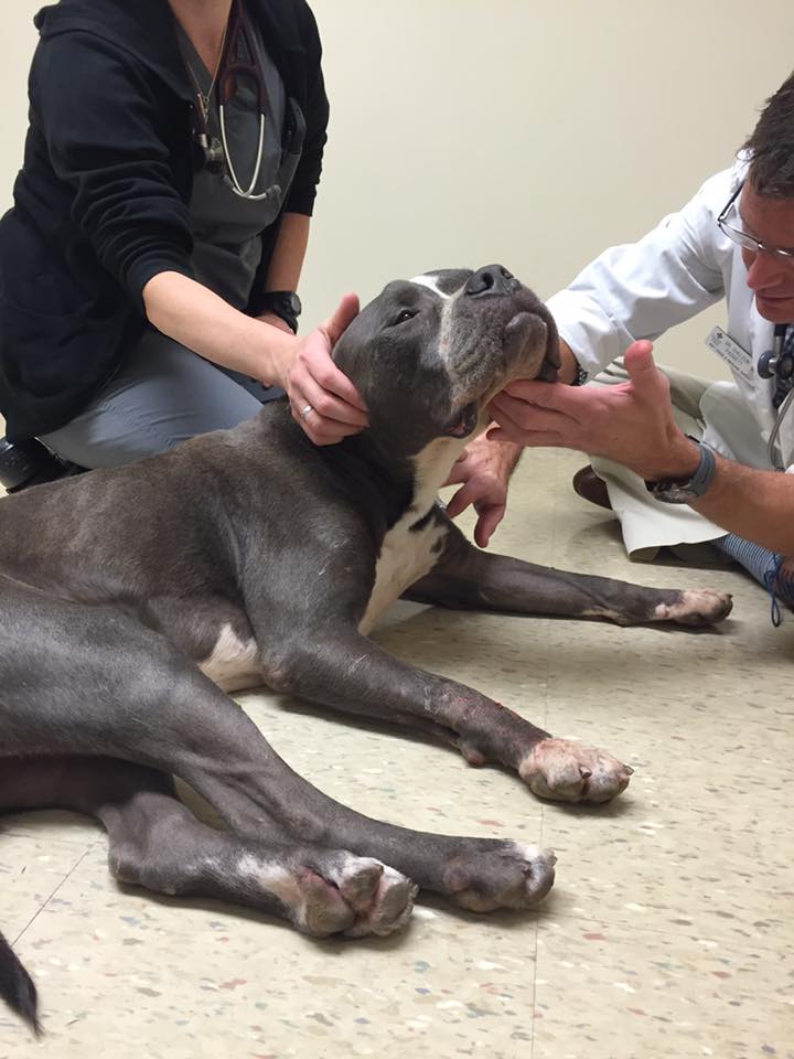 Dog-Bubbles-rescue-3