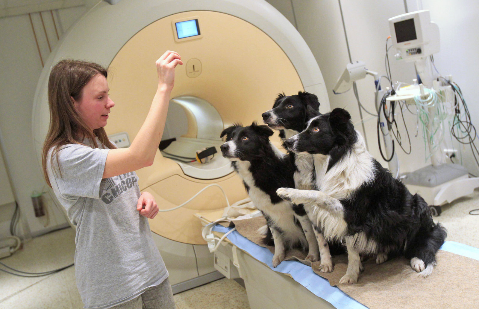 etude-chien-comprend-mots-intonations-4