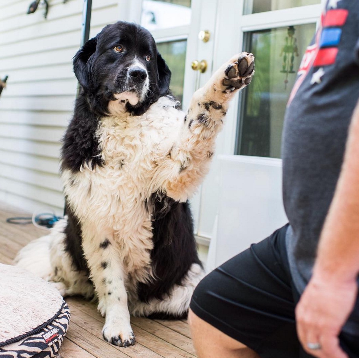 etude-chien-comprend-mots-intonations-7