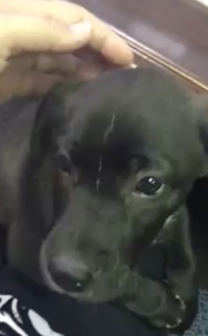 chien-sac-poubelle-conductrice-sauvetage-6