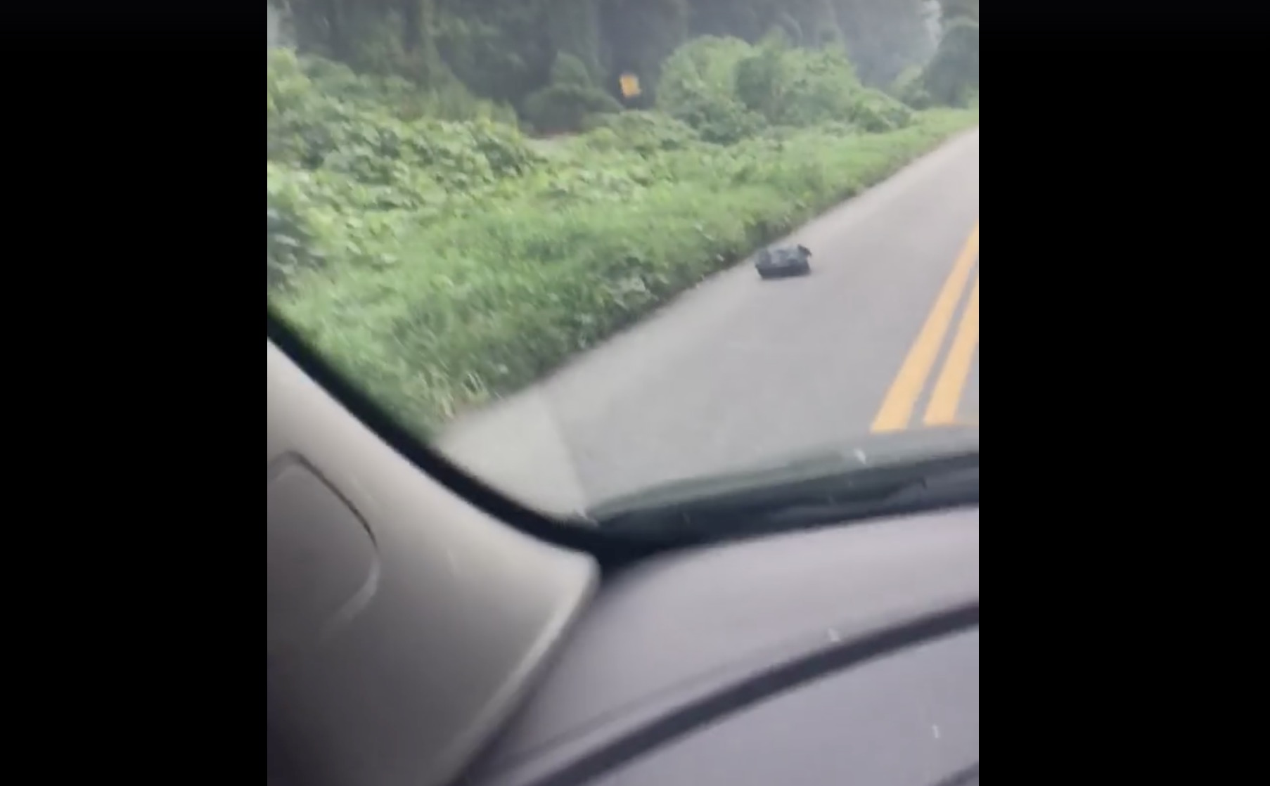 chien-sac-poubelle-conductrice-sauvetage-2