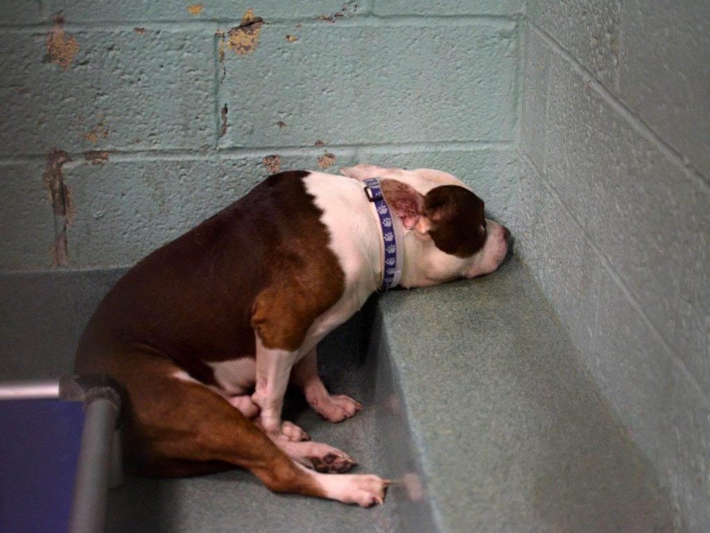 romeo-chien-refuge-sauvetage-2