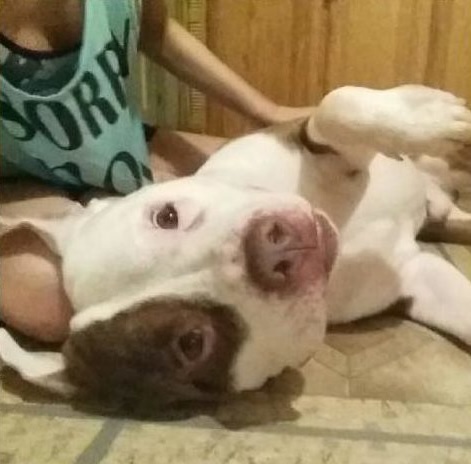 romeo-chien-refuge-sauvetage-4