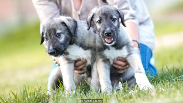 first-twin-puppy-2