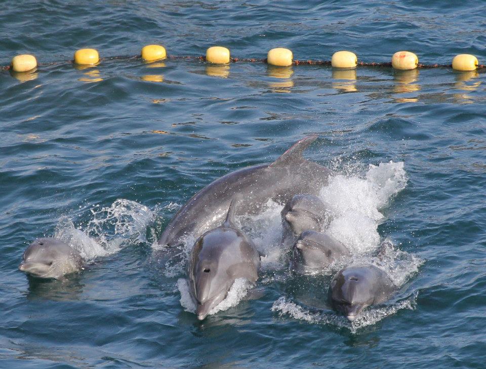 japon-taiji-dauphins-massacre-5