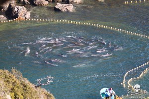 japon-taiji-dauphins-massacre-6