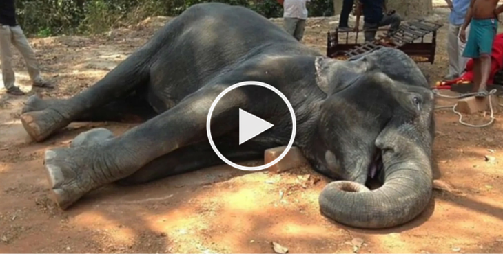 elephant-cambodge-epuisement-1