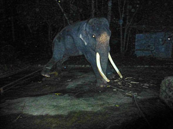 elephant-lasah-malaysia-2