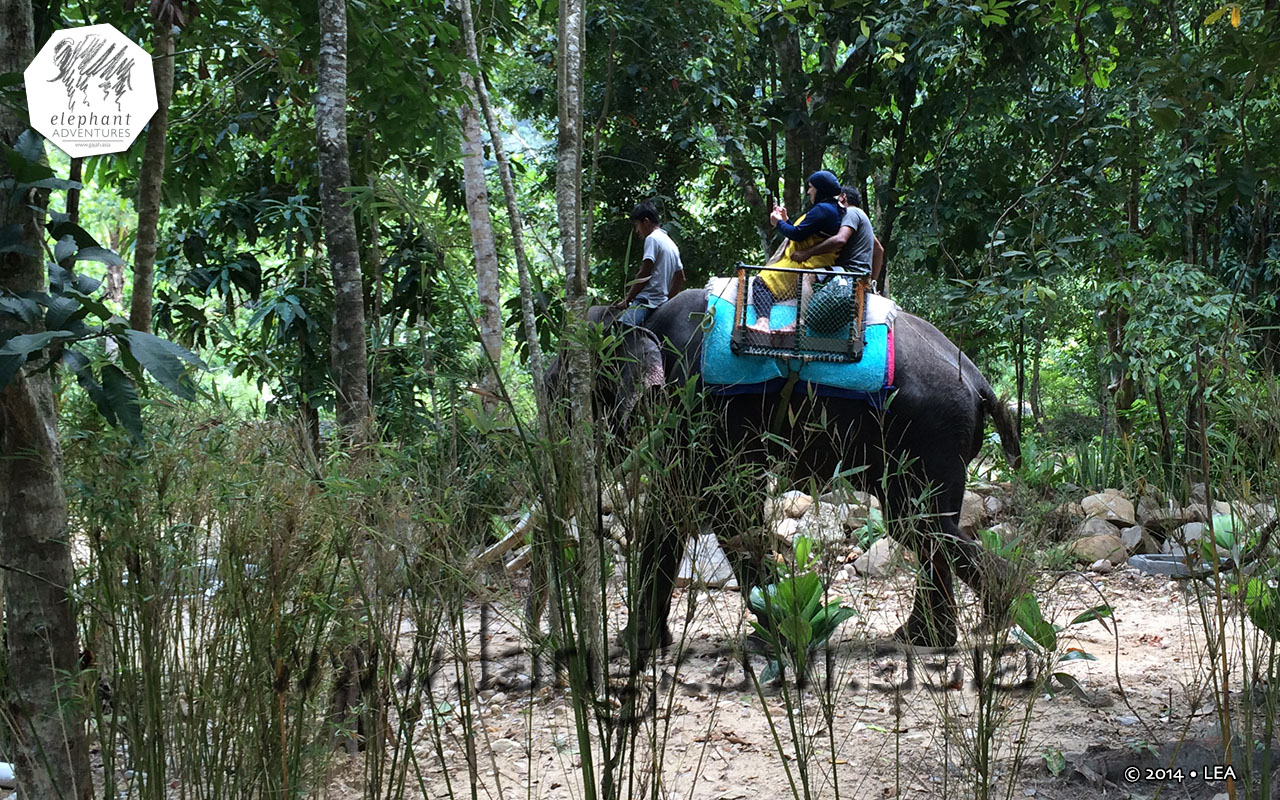 elephant-lasah-malaysia-5
