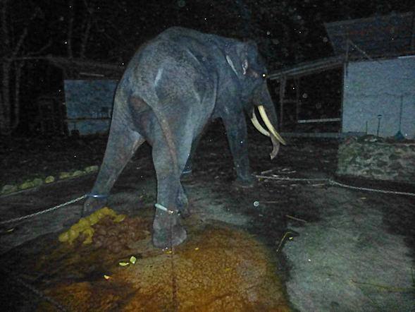 elephant-lasah-malaysia-1